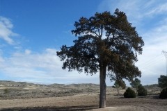 villamayor-de-gallego-galeria-03